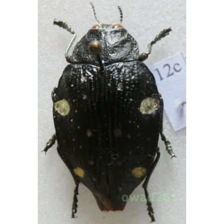 Polybothris cyclops Théry, 1905 Madagascar12c